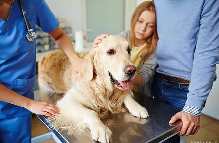 宠物健康管理师报考指南