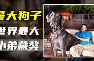 盘点全球五大巨型犬种，藏獒黯然失色