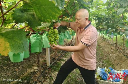 道县四马桥镇：绿玛瑙成村民致富新宠