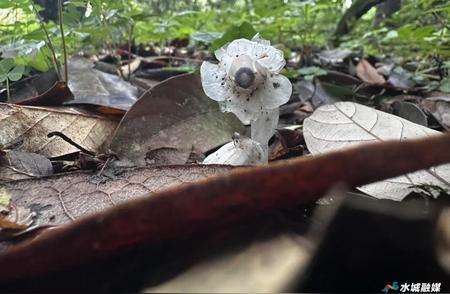 珍稀植物水晶兰重现贵州水城，通体洁白惹人注目