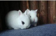 荷兰侏儒兔：动物图集的精选