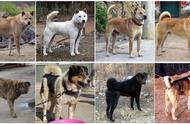 探索中华田园犬：一种丰富多样但常被误解的原生犬种