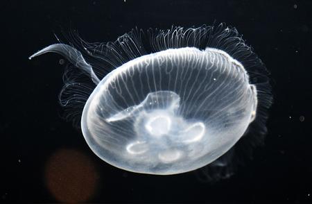 科威特城水族馆的神秘世界