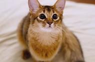 东京的猫明星：Lucina索马里猫的故事