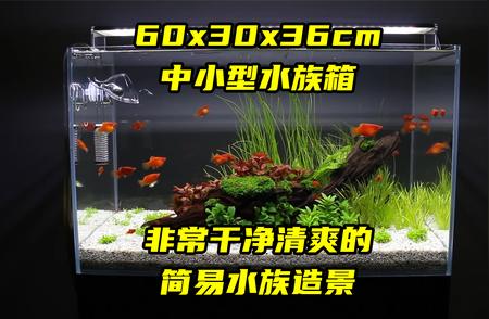 简易水族造景：打造清新透亮的水族世界