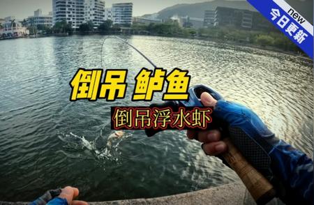 倒吊线组钓鲈鱼技巧大揭秘