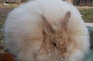 巨型安哥拉兔：毛茸茸的生物，活像一团绒球