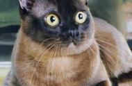 教你如何选购猫：缅甸猫品种详细介绍及品相评估（上）