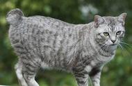 新手养猫指南：挪威森林猫的基本知识