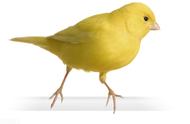 芙蓉鸟（金丝雀）的性别鉴定与鸣唱训练指南