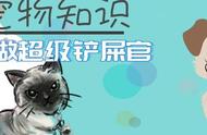 可爱的折耳猫：忍受痛苦只为取悦主人