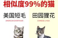 99%相似度的猫，让你避免尴尬的误认