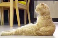 橘猫三年模仿人类坐姿：猫咪软骨病的警钟已敲响