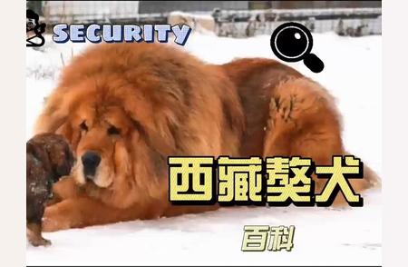 西藏獒犬百科：深入了解藏獒