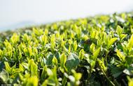 春茶、夏茶、秋茶：三种茶叶的特点与区别