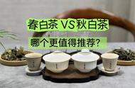 春茶与秋茶：买白茶时，哪个更值得推荐？老茶客揭秘3大区别