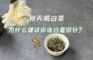 秋天选择白茶，白毫银针是个不错的选择，4个好处让人难以拒绝