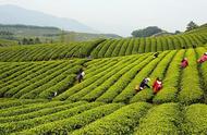 茶香四溢：径山茶的魅力