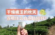 秋季白茶推荐：春茶、秋茶还是老白茶？一篇文章解答你的疑惑