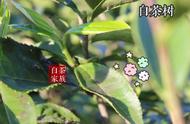 多年品茶后发现：白毫少的茶叶也能成为白茶