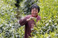 太平猴魁：芽茶中的佼佼者