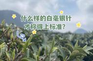 白毫银针与白牡丹：小叶片的真相揭秘