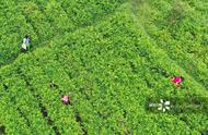 张家界：白露时节，长寿藤茶秋采正当时