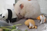 仓鼠频繁打哈欠，如何防止它们睡眠不足？
