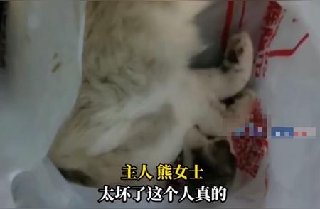 重庆一只布偶猫遭邻居高空抛下，惨死街头，主人痛心疾首