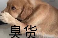 狗界最臭的四种犬种，名副其实的“臭狗”！