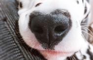 大麦町犬：丘比特的吻痕在鼻子上