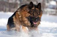 西德牧羊犬：全球知名的宠物犬种