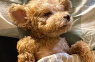 贵宾犬充电式睡眠，萌态可掬，网友直呼：泰迪熊现身！