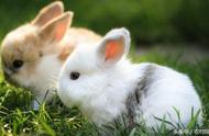 如何区分养兔时的公母兔子？