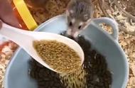 仓鼠们的汤圆大餐：一大群小家伙挤在碗里吃饭