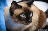 暹罗猫：全球最迷人的猫咪，你值得拥有！
