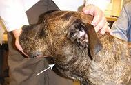 狗狗淋巴瘤的警示：这些肿块可能是疾病的信号！