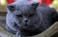 英国短毛猫：胖乎乎的外表下，隐藏的是高颜值和好性格