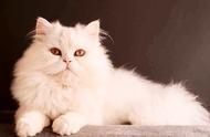 白白：波斯猫的优雅与神秘