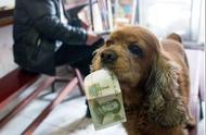 笑翻全场！这只狗狗竟然能识别钞票并购买零食...