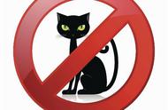 网友热议的“黑名单”猫种，购买需谨慎！