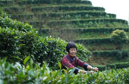 六堡茶在不同节气的独特韵味，你了解吗？