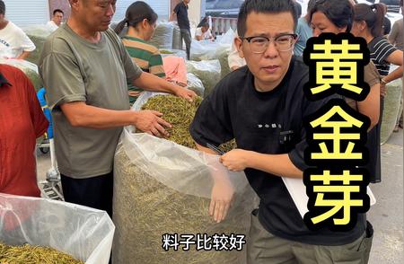 今年黄金芽茶叶价格惊人暴跌！