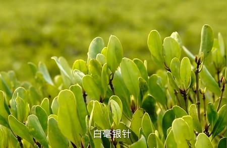 白毫银针：探寻茶叶中的珍品