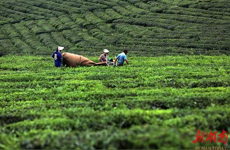 采秋茶：秋季茶叶的采摘与品鉴