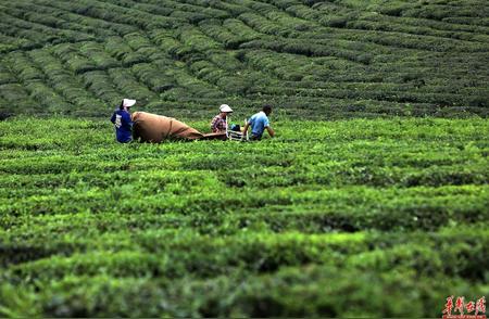 采秋茶：收获季节的香气与韵味