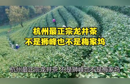 探索杭州真正的龙井茶起源，超越狮峰与梅家坞的传奇