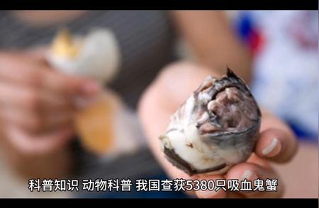 我国惊现吸血鬼蟹：神秘生物探秘之旅！