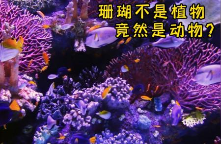 揭秘珊瑚的神秘面纱：生物还是非植物？