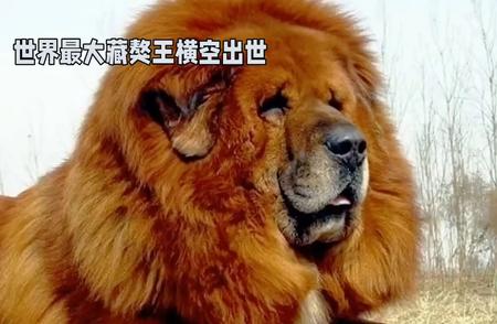 世界最大藏獒王：神秘东方神犬的传奇故事